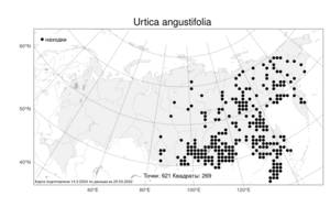 Urtica dioica var. holosericea Fr., Atlas of the Russian Flora (FLORUS) (Russia)