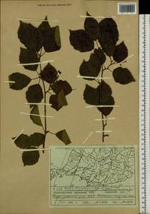 Sorbus alnifolia (Siebold & Zucc.) K. Koch, Siberia, Russian Far East (S6) (Russia)