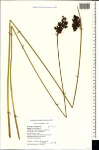 Juncus maritimus Lam., Crimea (KRYM) (Russia)