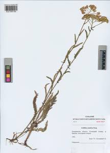 Achillea asiatica Serg., Siberia, Altai & Sayany Mountains (S2) (Russia)