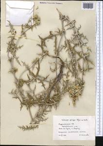 Echinops spiniger Iljin, Middle Asia, Kopet Dag, Badkhyz, Small & Great Balkhan (M1) (Turkmenistan)