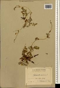 Argentina anserina subsp. anserina, Caucasus, Armenia (K5) (Armenia)