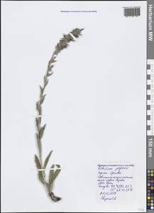 Pontechium maculatum (L.) Böhle & Hilger, Crimea (KRYM) (Russia)