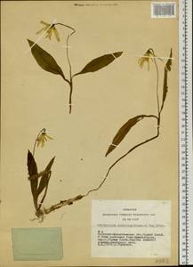 Erythronium sibiricum (Fisch. & C.A.Mey.) Krylov, Siberia, Western (Kazakhstan) Altai Mountains (S2a) (Kazakhstan)