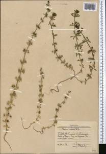 Galium tricornutum Dandy, Middle Asia, Western Tian Shan & Karatau (M3) (Uzbekistan)