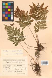 Dryopteris dilatata subsp. dilatata, Siberia, Russian Far East (S6) (Russia)