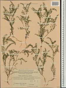 Vicia ervilia (L.)Willd., Crimea (KRYM) (Russia)