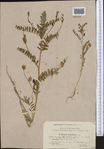 Astragalus schmalhausenii Bunge, Middle Asia, Western Tian Shan & Karatau (M3)