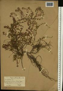 Thymus calcareus Klokov & Des.-Shost., Eastern Europe, Lower Volga region (E9) (Russia)