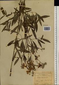 Clematis hexapetala Pall., Siberia, Baikal & Transbaikal region (S4) (Russia)