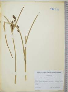 KHA2358, Bolboschoenus yagara (Ohwi) Y.C.Yang & M.Zhan, Siberia, Russian Far East (S6) (Russia)