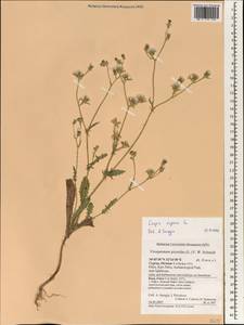 Crepis aspera L., South Asia, South Asia (Asia outside ex-Soviet states and Mongolia) (ASIA) (Cyprus)