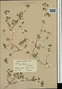 Medicago orbicularis (L.)Bartal., Crimea (KRYM) (Russia)