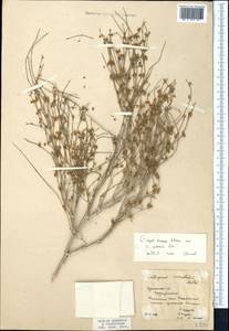 Calligonum caput-medusae Schrenk, Middle Asia, Karakum (M6) (Turkmenistan)