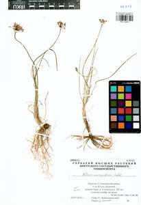 Allium anisopodium Ledeb., Siberia, Baikal & Transbaikal region (S4) (Russia)