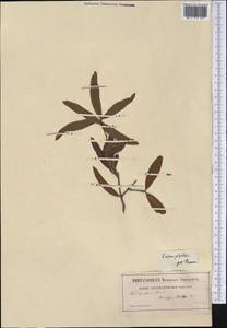 Quercus phellos L., America (AMER) (Not classified)