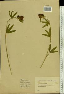 Trifolium alpestre L., Eastern Europe, Central forest-and-steppe region (E6) (Russia)