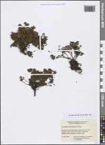 Kalmia procumbens (L.) Gift, Kron & P. F. Stevens, Siberia, Chukotka & Kamchatka (S7) (Russia)