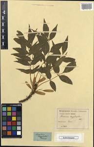 Fraxinus angustifolia subsp. oxycarpa (M.Bieb. ex Willd.) Franco & Rocha Afonso, Crimea (KRYM) (Russia)