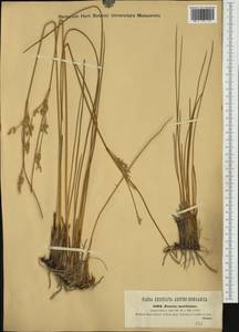 Juncus maritimus Lam., Western Europe (EUR) (Italy)