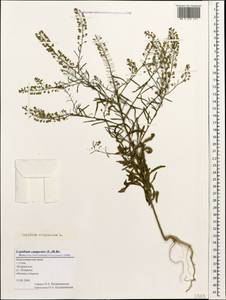 Lepidium virginicum L., Caucasus, Black Sea Shore (from Novorossiysk to Adler) (K3) (Russia)