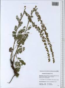 Artemisia laciniata Willd., Siberia, Baikal & Transbaikal region (S4) (Russia)