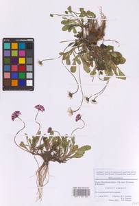 Bellis perennis L., Eastern Europe, Moscow region (E4a) (Russia)