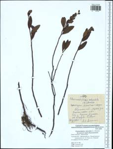 Chamaedaphne calyculata (L.) Moench, Eastern Europe, Central region (E4) (Russia)