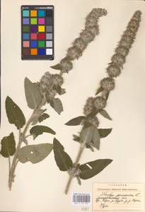 MHA 0 154 855, Stachys germanica L., Eastern Europe, West Ukrainian region (E13) (Ukraine)
