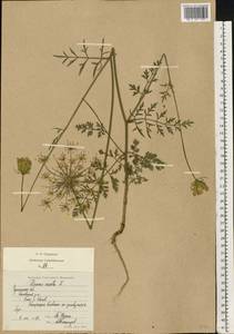 Daucus carota L., Eastern Europe, South Ukrainian region (E12) (Ukraine)