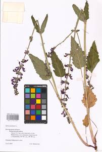 MHA 0 156 293, Salvia pratensis L., Eastern Europe, Central forest-and-steppe region (E6) (Russia)