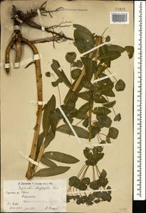 Euphorbia glaberrima K.Koch, Caucasus, Armenia (K5) (Armenia)