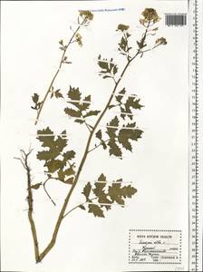 Sinapis alba L., Eastern Europe, Central forest-and-steppe region (E6) (Russia)