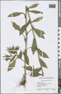 Erigeron annuus (L.) Pers., Eastern Europe, Central region (E4) (Russia)