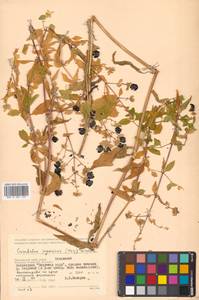 Silene baccifera (L.) Durande, Siberia, Russian Far East (S6) (Russia)
