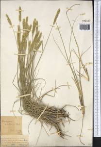 Agropyron desertorum (Fisch. ex Link) Schult., Middle Asia, Muyunkumy, Balkhash & Betpak-Dala (M9) (Kazakhstan)