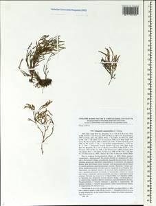 Boreoselaginella sanguinolenta (L.) Li Bing Zhang & X. M. Zhou, Siberia, Altai & Sayany Mountains (S2) (Russia)