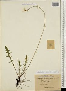 Leontodon hispidus subsp. danubialis (Jacq.) Simonk., Caucasus, Abkhazia (K4a) (Abkhazia)