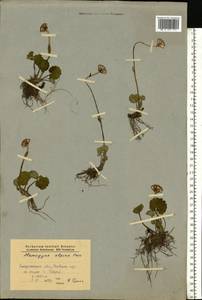 Homogyne alpina (L.) Cass., Eastern Europe, West Ukrainian region (E13) (Ukraine)