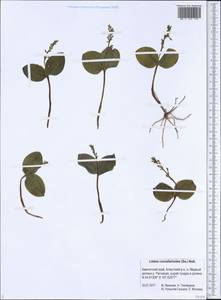 Neottia convallarioides (Sw.) Rich., Siberia, Chukotka & Kamchatka (S7) (Russia)