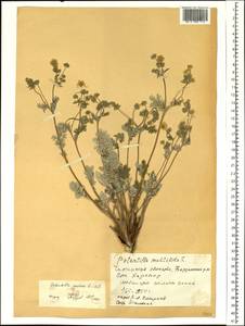 Potentilla sericea L., Siberia, Baikal & Transbaikal region (S4) (Russia)
