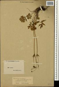 Ranunculus caucasicus M. Bieb., Crimea (KRYM) (Russia)