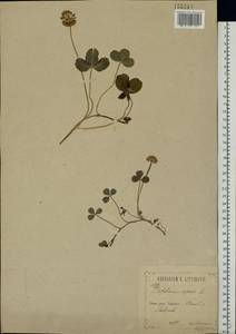 Trifolium repens L., Eastern Europe, Central forest-and-steppe region (E6) (Russia)