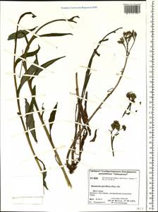 Saussurea parviflora (Poir.) DC., Siberia, Central Siberia (S3) (Russia)