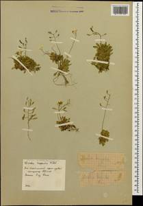 Draba hispida Willd., Caucasus, South Ossetia (K4b) (South Ossetia)