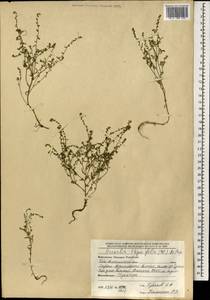 Hackelia thymifolia (A. DC.) I. M. Johnst., Mongolia (MONG) (Mongolia)