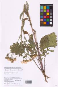 Jacobaea ferganensis (Schischk.) B. Nord., Eastern Europe, Rostov Oblast (E12a) (Russia)