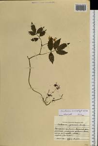 Cardamine macrophylla Willd., Siberia, Russian Far East (S6) (Russia)