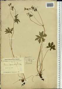 Geranium pseudosibiricum J. Mayer, Siberia, Baikal & Transbaikal region (S4) (Russia)