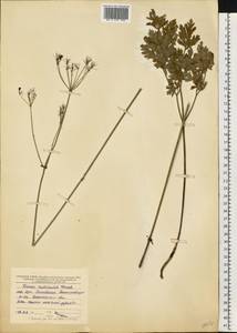 Physospermum cornubiense (L.) DC., Eastern Europe, Central forest-and-steppe region (E6) (Russia)